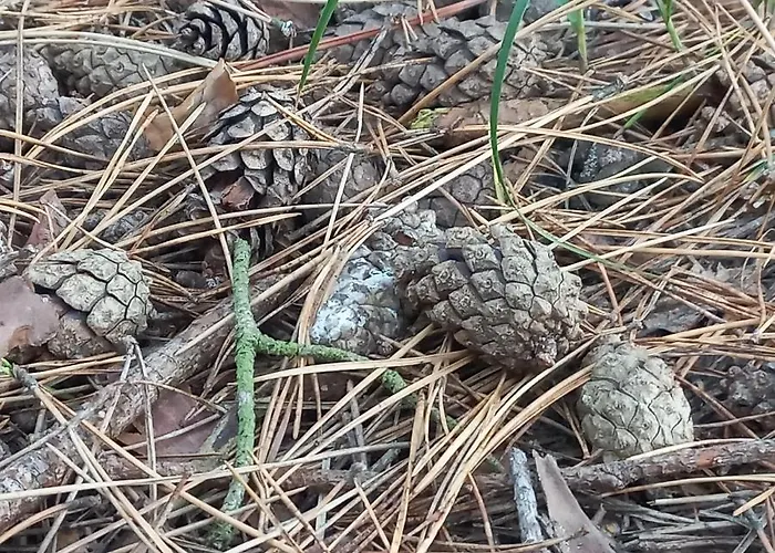 Orlando W Porto 350m Od Morza