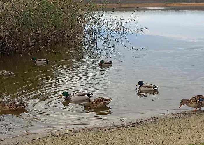 דירה Orlando W Porto 350m Od Morza *